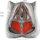 Vaginismo. Wikimedia Commons